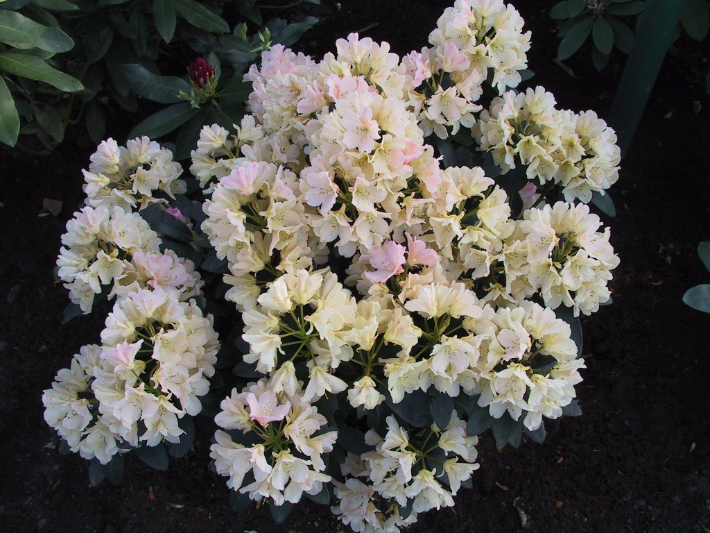 Rhododendron yakushimanum Percy Wiseman 03.jpg